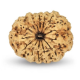 14 Mukhi Rudraksha 25 mm