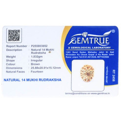 14 Mukhi Rudraksha 25 mm