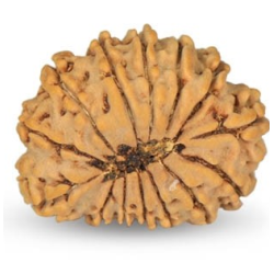 14 Mukhi Rudraksha 21 mm