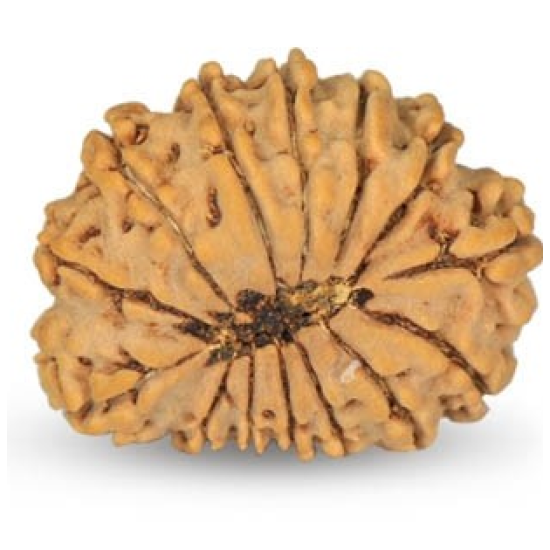 14 Mukhi Rudraksha 21 mm