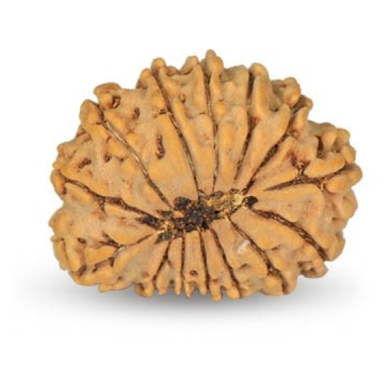 14 Mukhi Rudraksha 21 mm
