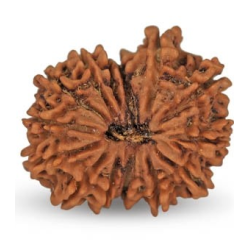 14 Mukhi Rudraksha 23.85 mm