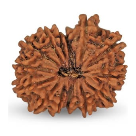 14 Mukhi Rudraksha 23.85 mm