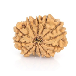 Natural Nepali 12 Mukhi Rudraksha