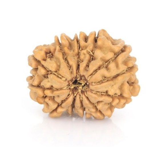 Natural Nepali 12 Mukhi Rudraksha