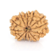 Natural Nepali 12 Mukhi Rudraksha