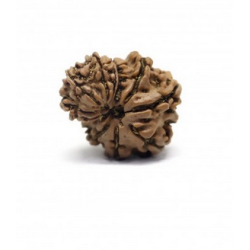11 Mukhi Gauri Shankar Rudraksha