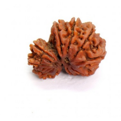 10 Mukhi Gauri Shankar Rudraksha