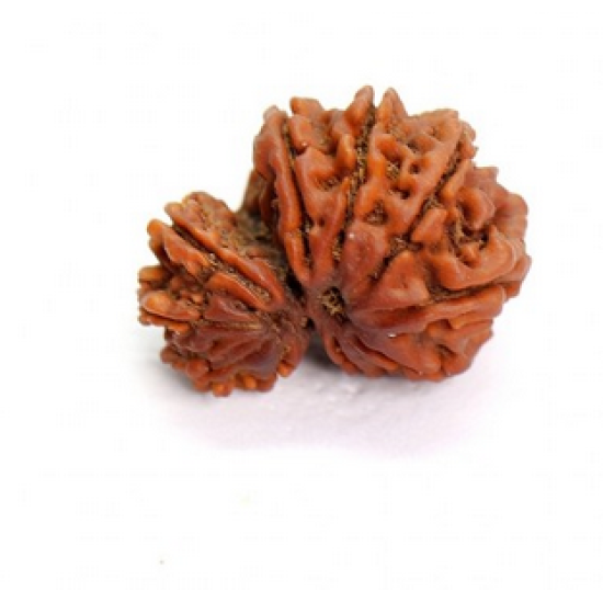 10 Mukhi Gauri Shankar Rudraksha