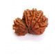 10 Mukhi Gauri Shankar Rudraksha