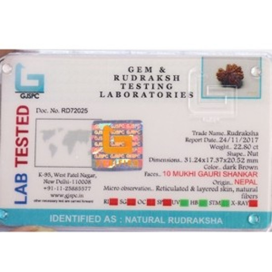 10 Mukhi Gauri Shankar Rudraksha