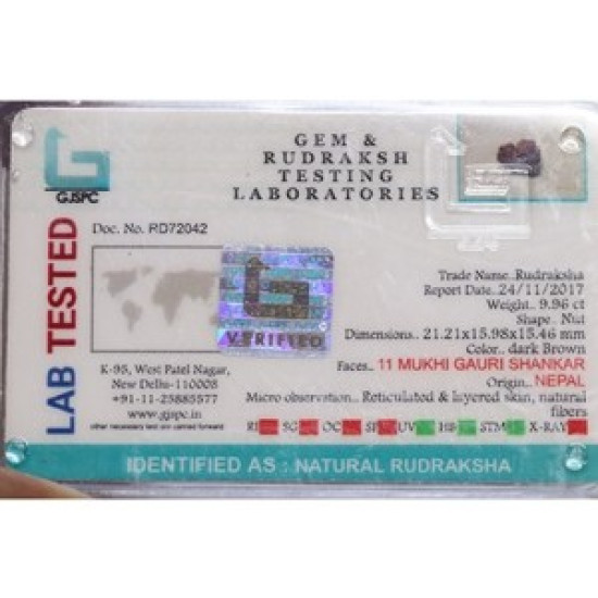 11 Mukhi Gauri Shankar Rudraksha