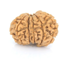 Natural Nepali 12 Mukhi Rudraksha