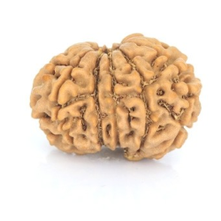 Natural Nepali 12 Mukhi Rudraksha