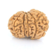 Natural Nepali 12 Mukhi Rudraksha