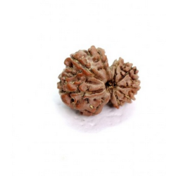 9 Mukhi Gauri Shankar Rudraksha