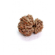 9 Mukhi Gauri Shankar Rudraksha