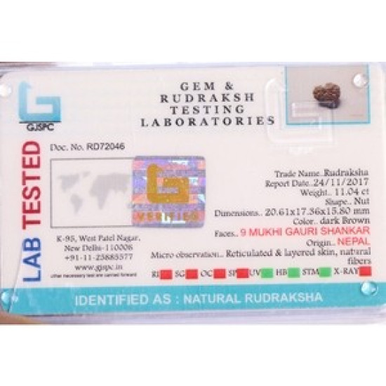 9 Mukhi Gauri Shankar Rudraksha