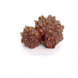 10 Mukhi Gauri Shankar Rudraksha