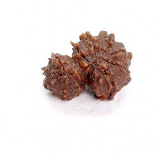 10 Mukhi Gauri Shankar Rudraksha