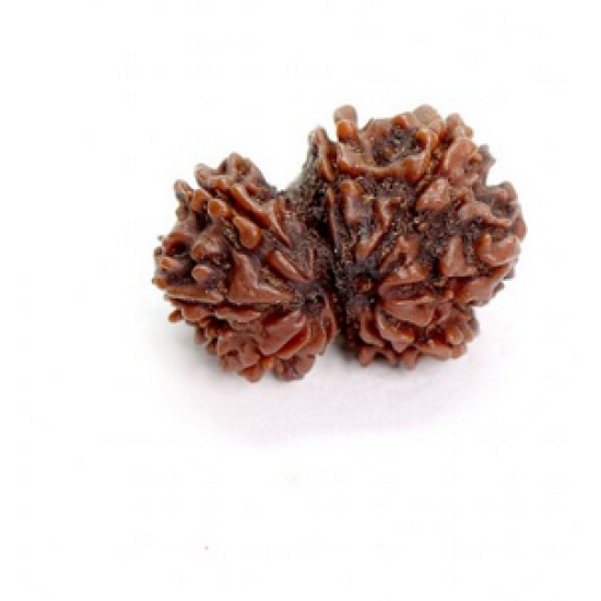 10 Mukhi Gauri Shankar Rudraksha