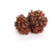 10 Mukhi Gauri Shankar Rudraksha