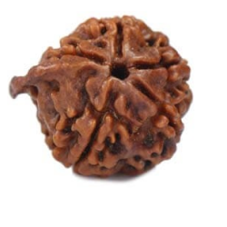 Natural Ganesha Rudraksha 