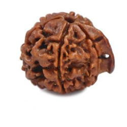 Natural Ganesha Rudraksha 