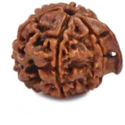 Natural Ganesha Rudraksha 