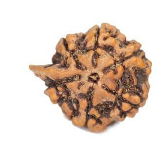 Natural Ganesha Rudraksha
