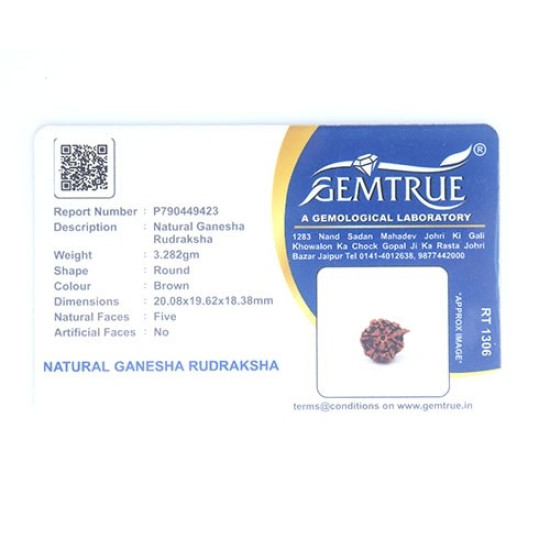 Natural Ganesha Rudraksha