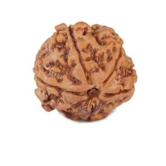 Natural Ganesha Rudraksha