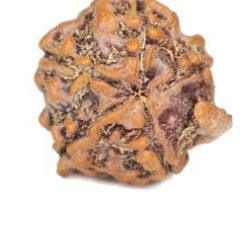 Natural Ganesha Rudraksha 