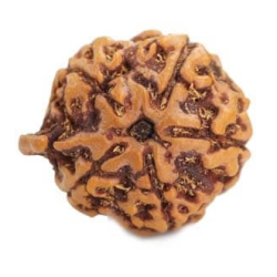Natural Ganesha Rudraksha