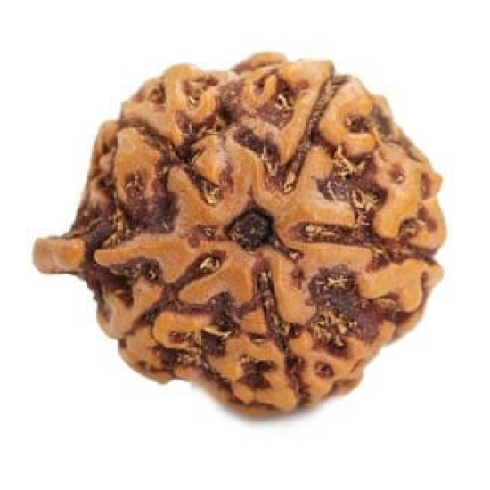 Natural Ganesha Rudraksha