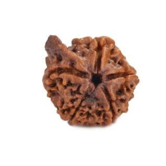 Natural Ganesha Rudraksha 