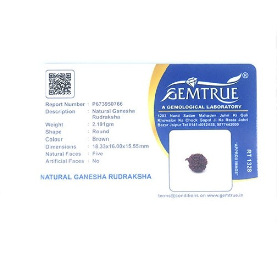 Natural Ganesha Rudraksha 