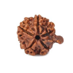 Natural Ganesha Rudraksha