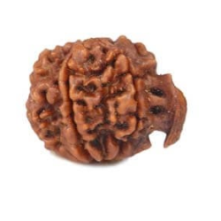 Natural Ganesha Rudraksha