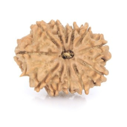 Natural Nepali 12 Mukhi Rudraksha